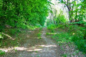 Photography on theme beautiful footpath in wild foliage woodland photo