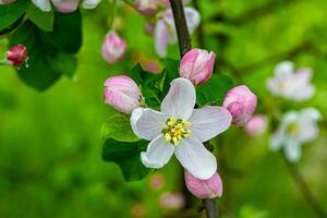 Photography on theme beautiful fruit branch apple tree with natural leaves under clean sky photo