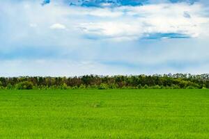 hermoso paisaje de horizonte en la pradera del pueblo sobre fondo natural de color foto