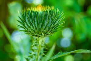 Hermosa flor creciente cardo de raíz de bardana en pradera de fondo foto