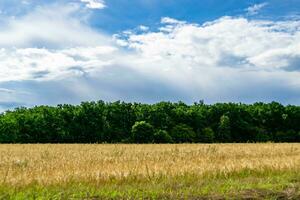 Beautiful horizon scenery in village meadow on color natural background photo