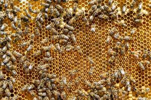 Abstract hexagon structure is honeycomb from bee hive filled photo