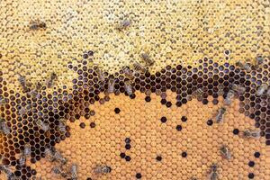 La estructura hexagonal abstracta es un panal de abejas lleno de colmena foto