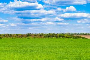 Beautiful horizon scenery in village meadow on color natural background photo