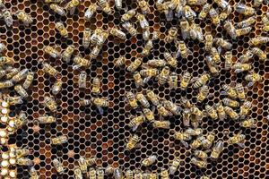 Abstract hexagon structure is honeycomb from bee hive filled photo