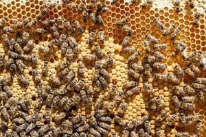 Abstract hexagon structure is honeycomb from bee hive filled photo