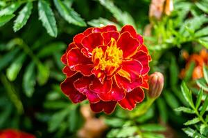 Fine wild growing flower marigold calendula on background meadow photo