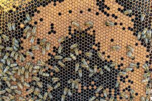 Abstract hexagon structure is honeycomb from bee hive filled photo