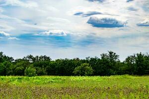 Beautiful horizon scenery in village meadow on color natural background photo