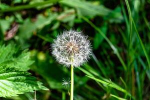 Beautiful wild growing flower seed dandelion on background meadow photo