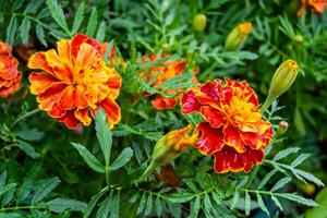 Fine wild growing flower marigold calendula on background meadow photo