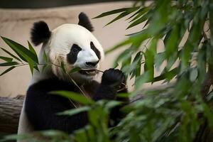 panda comiendo dispara de bambú. raro y en peligro de extinción negro y blanco oso. neural red ai generado foto