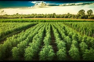 Marijuana bloom Plants nature of farm field with green. Neural network AI generated photo