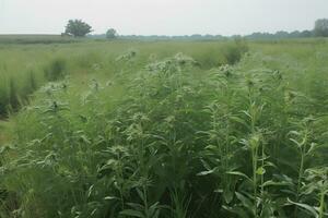 Stevia rebaudiana, sweet leaf sugar substitute isolated on field background. Neural network AI generated photo