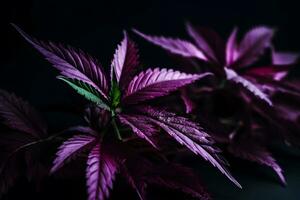 Purple cannabis leaf on a dark background. Neural network AI generated photo