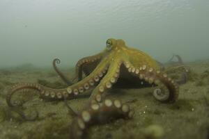 Common octopus Octopus vulgaris. Wildlife animal. Neural network AI generated photo
