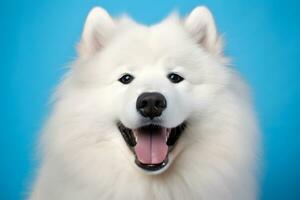 Cute Samoyed dog on blue color background. Neural network AI generated photo