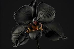 Rare blooming large black orchid of genus Big Lip phalaenopsis flowers isolated on dark black background. Neural network generated art photo