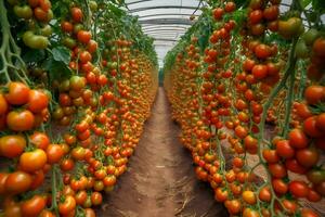 Growing tomatoes in a greenhouse. Neural network AI generated photo