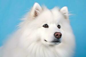 Cute Samoyed dog on blue color background. Neural network AI generated photo