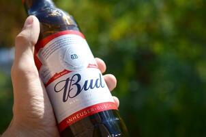 Bottle of Budweiser Bud beer in male hand on a green trees background photo