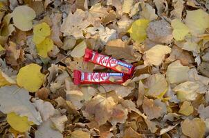 Kit Kat chocolate bars in red wrapping lies on autumn leaves background. Kit kat created by Rowntree's of York in United Kingdom and is now produced globally by Nestle photo