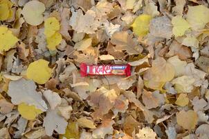 Kit Kat chocolate bar in red wrapping lies on autumn leaves background. Kit kat created by Rowntree's of York in United Kingdom and is now produced globally by Nestle photo