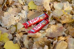 Kit Kat chocolate bars in red wrapping lies on autumn leaves background. Kit kat created by Rowntree's of York in United Kingdom and is now produced globally by Nestle photo