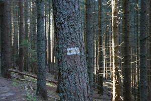 Walking trail background. Yellow and white forest path on brown tree trunk. Guide sign made with paint on hiking trail. Symbol points right way to go photo
