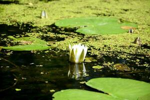 hermosa blanco loto flor y lirio redondo hojas en el agua después lluvia en río foto