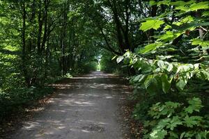 Forest road in a green forest with sun rays in sunny daytime. Green trees and bushes close to ground path photo