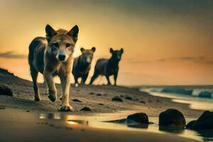 a wolf walks on the beach at sunset. AI-Generated photo