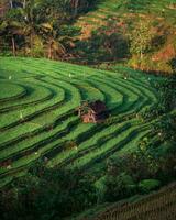 Tranquil Countryside Terrace,Tranquil countryside view showcasing lush meadow, terraced fields, and flourishing crops photo