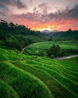 Tranquil Sunset over Green Tea Plantation in Rural Highlands,Lush green tea plantation surrounded by serene rural beauty. photo