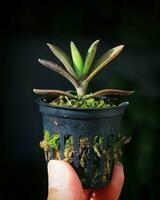 Happy Hand Holding Potted Plant in a Green Setting Care and growth shown as a hand holds a thriving potted plant. photo