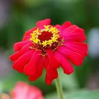 Delicate Flower Blossom in Vibrant Color and Detail Botanical beauty in a delicate, colorful flower head. photo