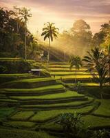 tranquilo puesta de sol terminado rural arroz arrozal con palma arboles y escénico paisaje dorado campos y palma arboles crear un tranquilo rural paisaje. foto
