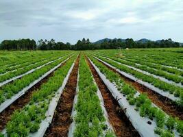 Fresco orgánico vegetales en un verde campo paisaje lozano verde agricultura campo debajo un desmadejado cielo, representando agricultura y naturaleza. foto