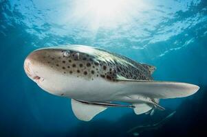 Oceanic Carnivorous Wildlife Majestic Tiger Shark Amidst Marine Ecosystem Magnificent, carnivorous animal gracefully swims in vibrant underwater ecosystem. photo