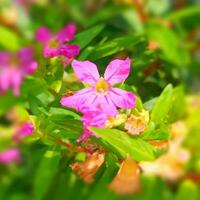 vistoso florecer macro de cerca de floración planta en naturaleza vibrante flor florecer, con rosado pétalos, rodeado por verde hojas en naturaleza. foto