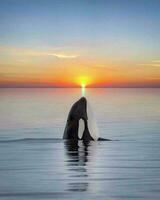 hermosa puesta de sol con adorable orca ballenas foto