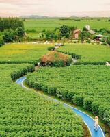 Tranquil Countryside Beauty with Green Fields and Flowering Trees Lush green field with vibrant foliage and flowers, surrounded by tranquility. photo