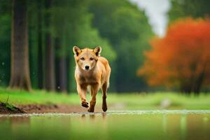 un perro corriendo a través de un mojado campo. generado por ai foto