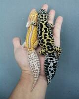 A pair of geckos hugging each other Happy Friends Show Pattern of Unity in Close-up Collaboration Friends forming a pattern, symbolizing collaboration and connection within a happy group. photo