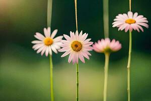 pink daisies hanging from strings in a field. AI-Generated photo