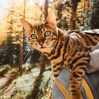 Playful Companion Adorable Domestic Cat with Whiskers in Nature Portrait Adorable domestic cat with cute whiskers, looking at camera on tree. photo