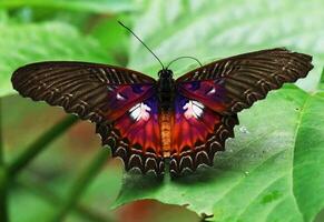 vistoso mariposa descansando en flor pétalos mariposa encaramado en flor, de cerca de delicado alas en naturaleza. foto