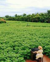 Green Landscape with Blooming Flowers in a Farm Field Vibrant agricultural landscape with flourishing fields, trees, flowers, and serene sitting area. photo