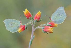 Blossoming Botanical Beauty Vivid botanical beauty, close-up petal and leaf details in nature's vibrant flora. photo