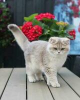 Majestic Portrait of a Domestic Feline Amidst a Flowering Garden Domestic cat in garden, looking at camera. photo